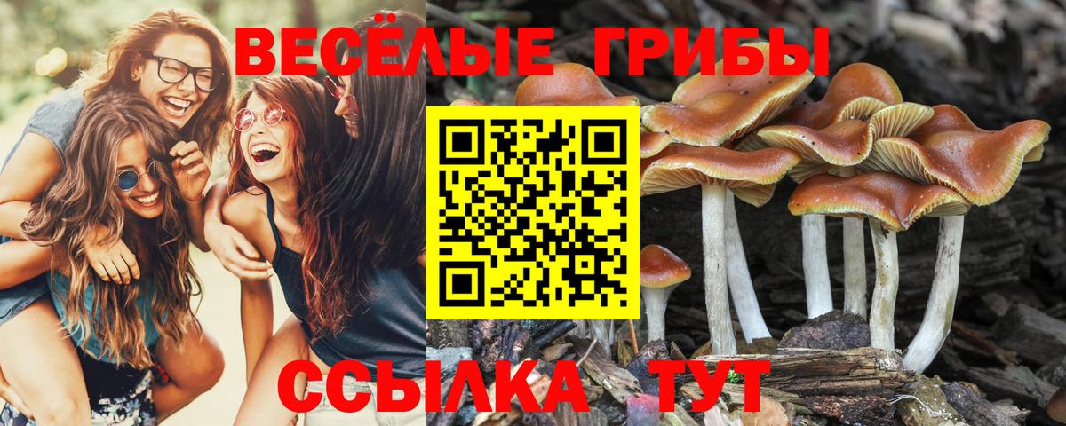 Углич  Галлюциногенные грибы Magic Shrooms  Вход с VPN  Псилоцибиновые грибы прущие грибы 